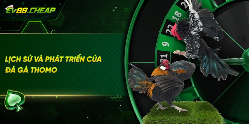 Quá trình phát triển của đá đá gà thomo